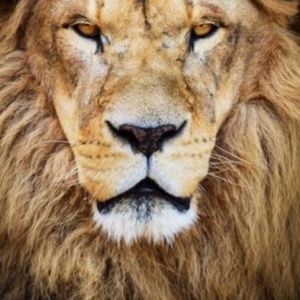 Meet your Posher, Oliver